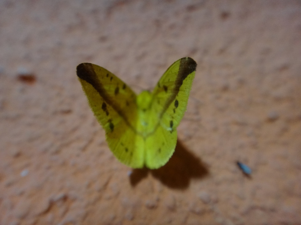 Pyrinia mephasaria