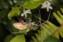 Euprosthenops australis