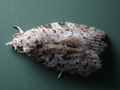 Isotenes miserana