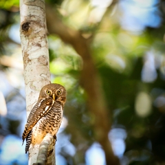 Glaucidium radiatum
