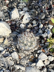 Escobaria emskoetteriana