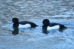 Aythya fuligula
