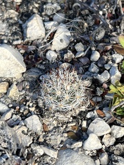 Escobaria emskoetteriana