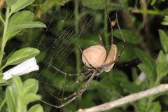 Euprosthenops australis
