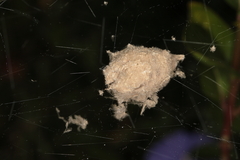 Euprosthenops australis