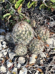 Escobaria emskoetteriana