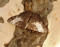 Hamadryas amphichloe