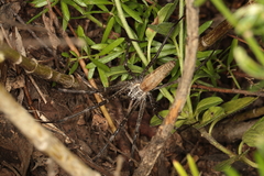 Euprosthenops australis