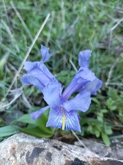 Iris planifolia
