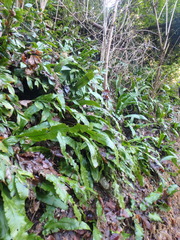 Asplenium scolopendrium scolopendrium