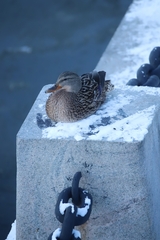 Anas platyrhynchos
