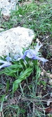 Iris planifolia