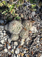 Escobaria emskoetteriana