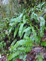 Asplenium scolopendrium scolopendrium