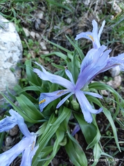 Iris planifolia