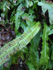 Asplenium scolopendrium scolopendrium