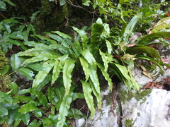 Asplenium scolopendrium scolopendrium