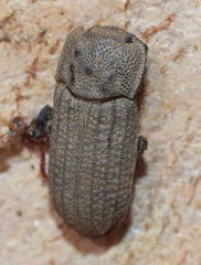 Sclerum armatum