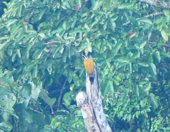Chrysocolaptes guttacristatus