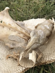 Dasypus novemcinctus