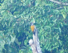 Chrysocolaptes guttacristatus