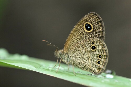 Ypthima philomela Linnaeus, 1763