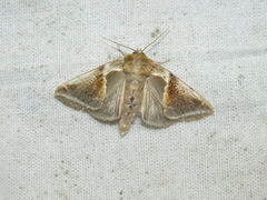 Habrosyne pyritoides