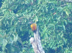 Chrysocolaptes guttacristatus