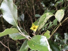 Elaeagnus formosensis