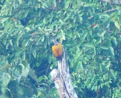 Chrysocolaptes guttacristatus