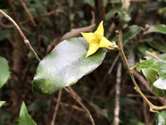 Elaeagnus formosensis