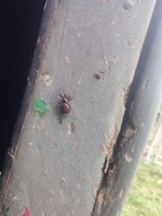 Steatoda bipunctata