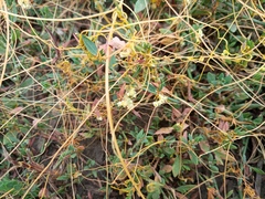 Cuscuta campestris
