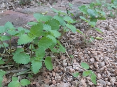 Urtica chamaedryoides