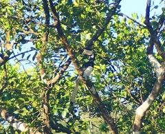 Anthracoceros coronatus