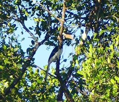 Anthracoceros coronatus