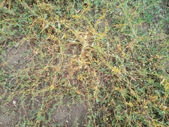 Cuscuta campestris