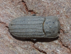 Sclerum armatum