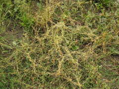 Cuscuta campestris