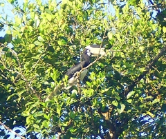 Anthracoceros coronatus