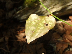 Smilax excelsa
