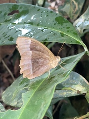 Taygetis rufomarginata