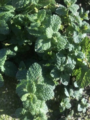 Mentha