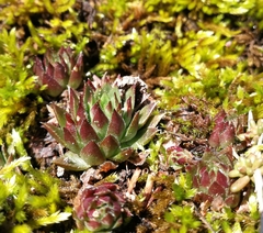 Sempervivum globiferum