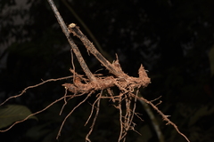 Microlepia marginata