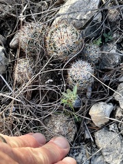 Escobaria emskoetteriana