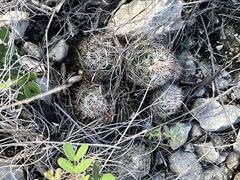 Escobaria emskoetteriana