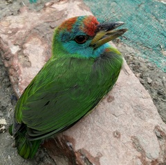 Psilopogon asiaticus