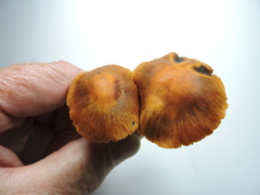 Cortinarius rubellus