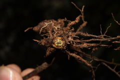 Microlepia marginata